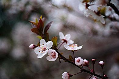 Steam如龙系列促销全场低至2折!《如龙8》史低特价